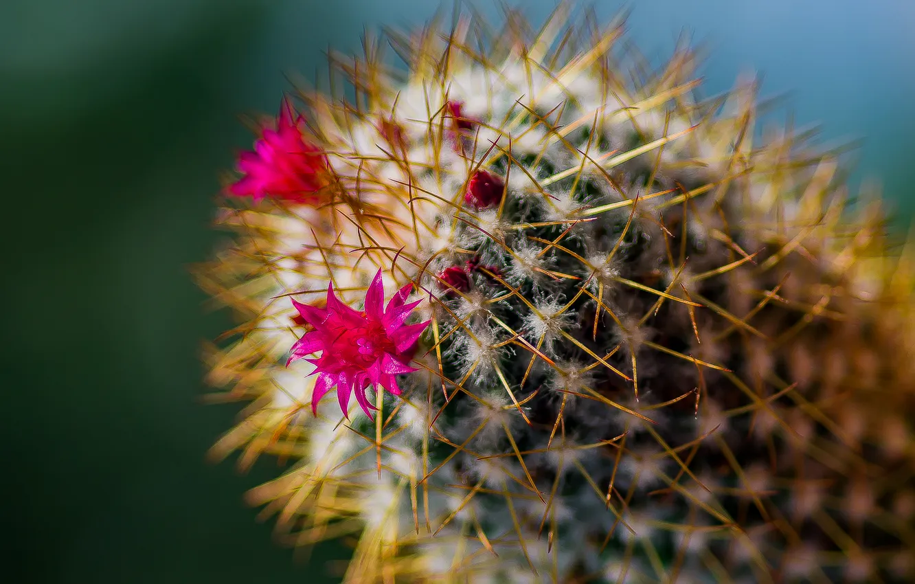 Photo wallpaper macro, flowers, needles, cactus in a pot