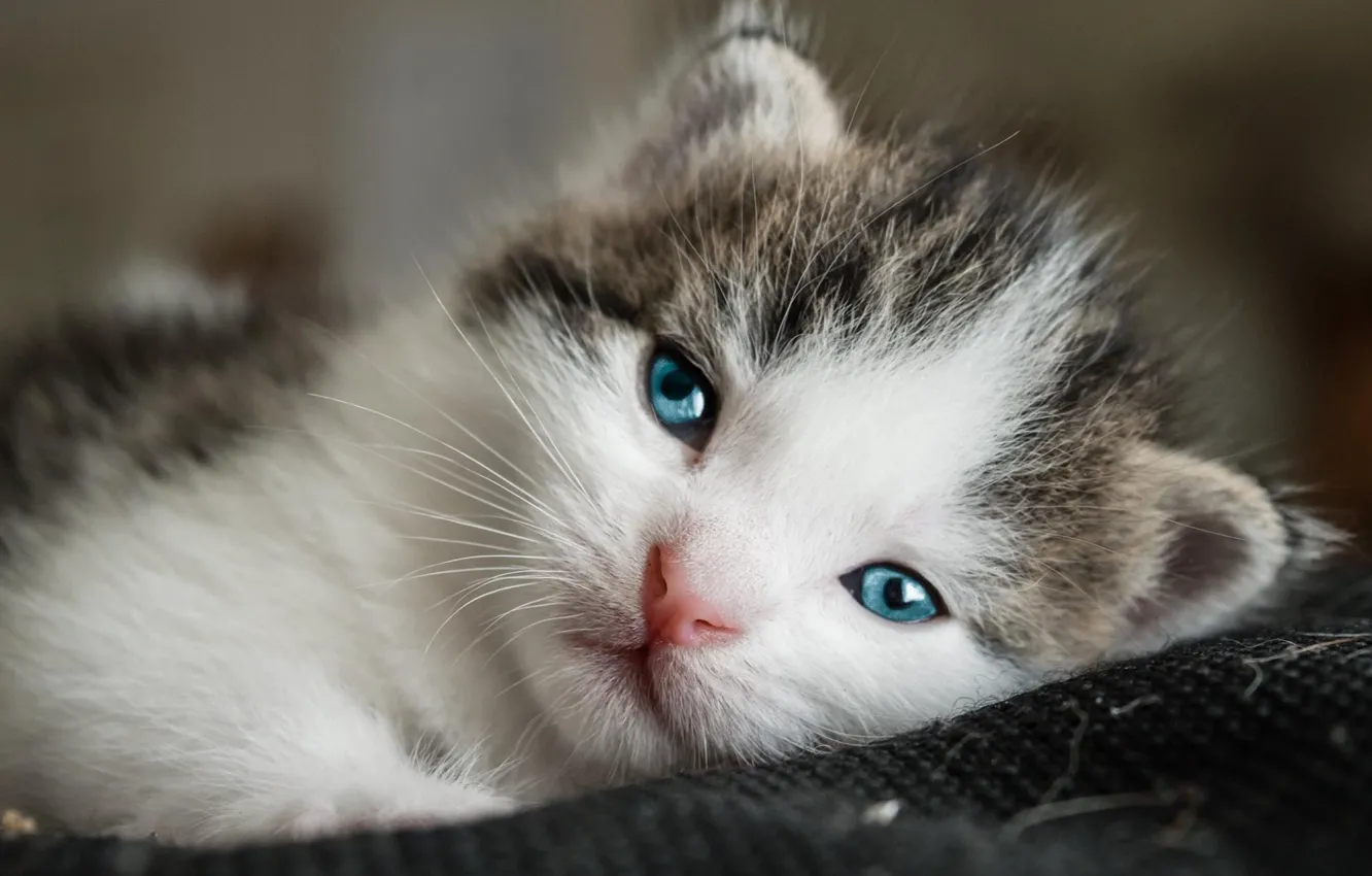 Photo wallpaper cat, eyes, look, sweetheart, portrait, small, muzzle, lies