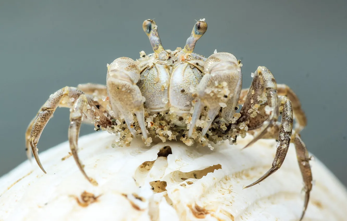 Photo wallpaper background, crab, crab