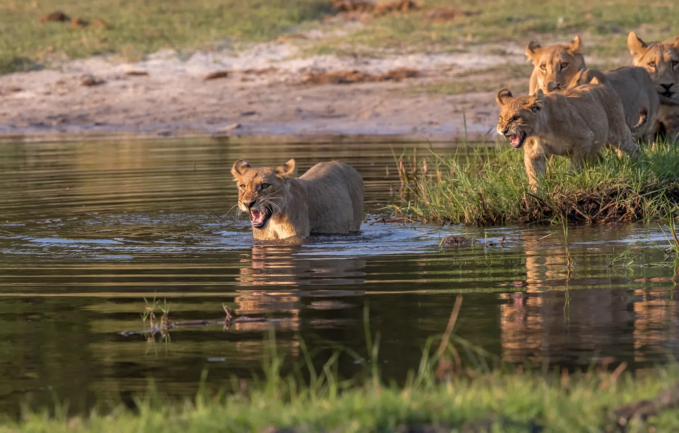Photo wallpaper shore, Leo, bathing, pond, lion
