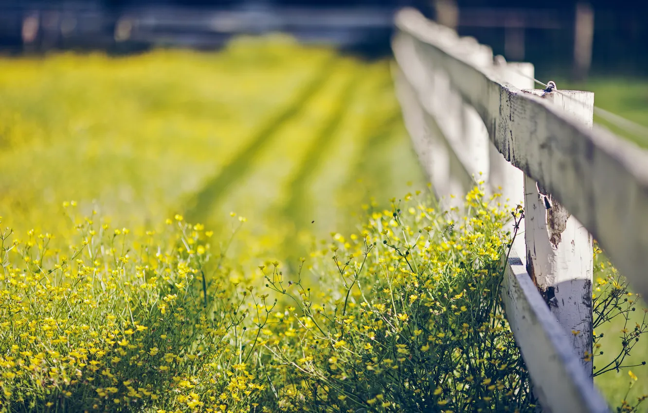 Photo wallpaper summer, grass, macro, flowers, bokeh