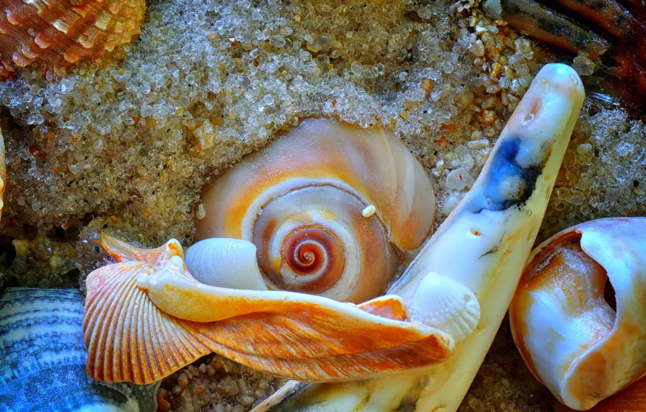 Photo wallpaper sand, sea, the bottom, sink, shell