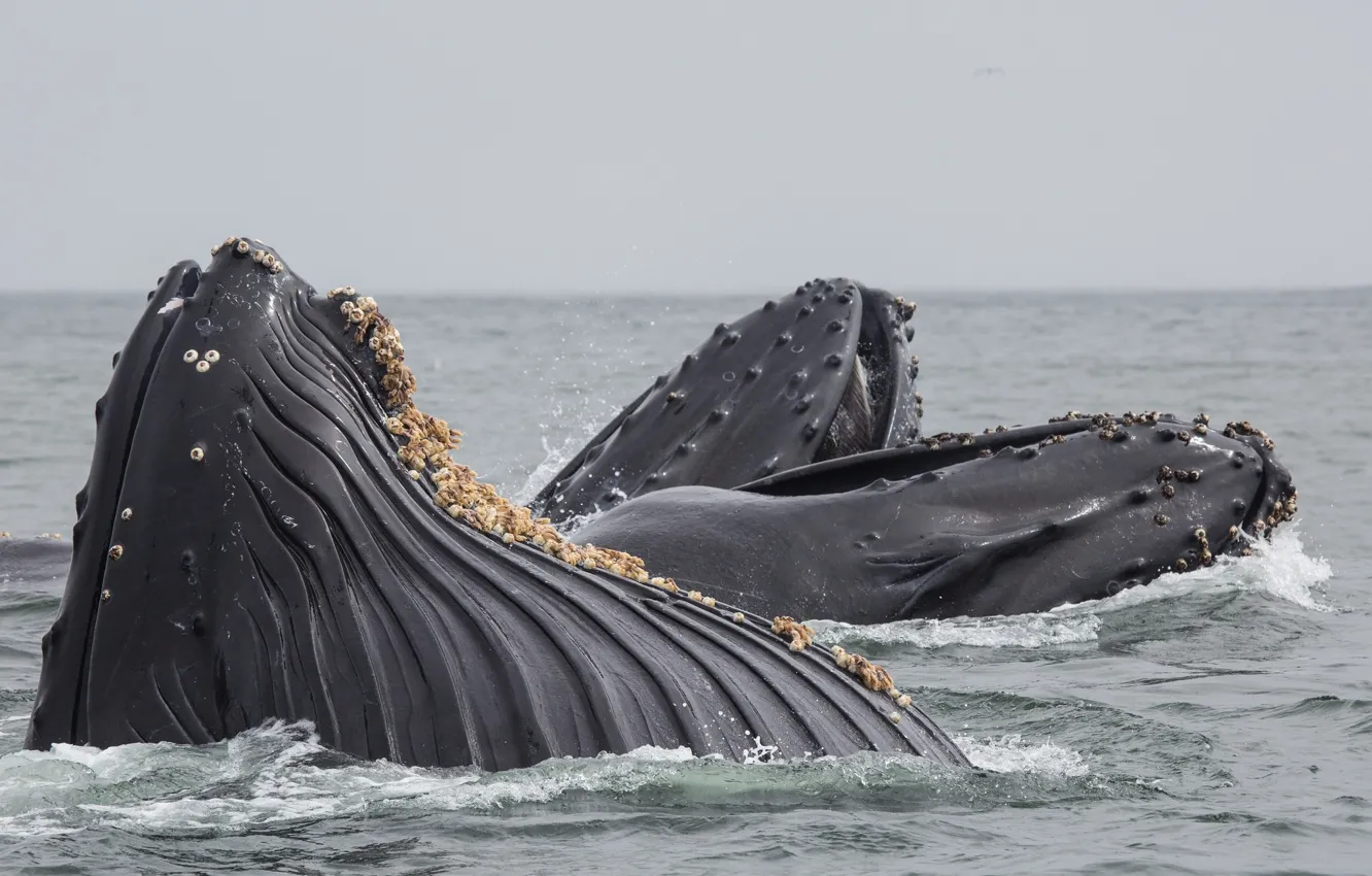 Photo wallpaper sea, kit