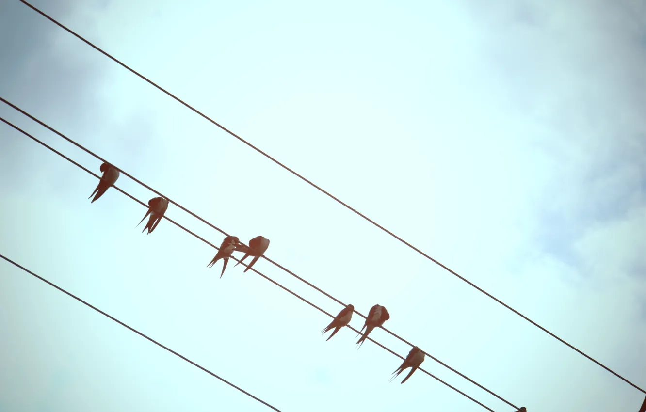 Photo wallpaper the sky, bird, wire