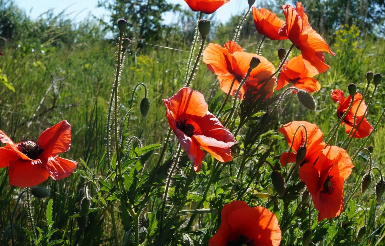 Photo wallpaper red, poppy, meadow, blumming