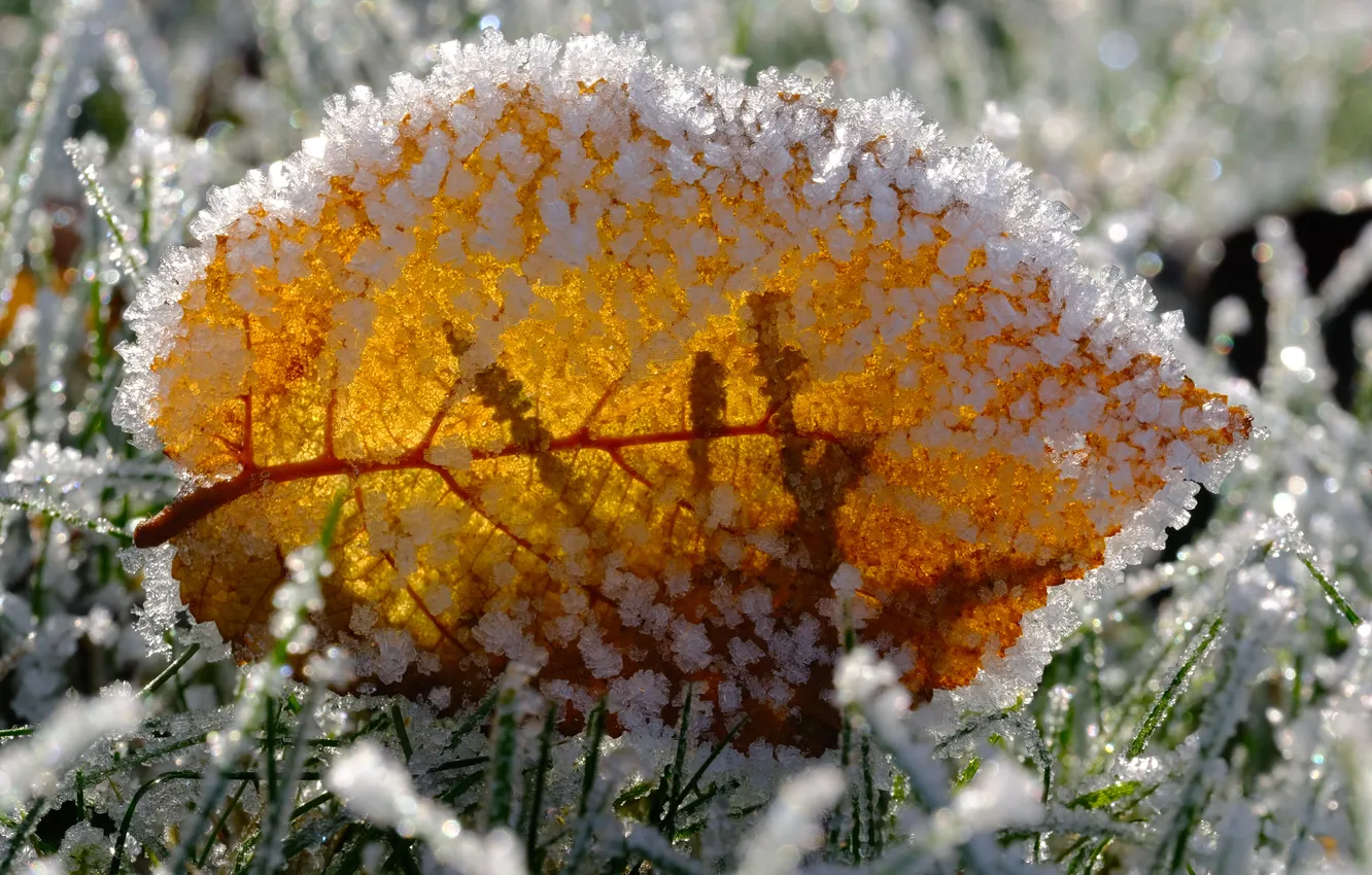 Photo wallpaper winter, frost, grass, macro, snow, nature, sheet, frost