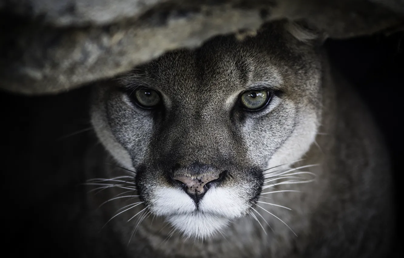 Photo wallpaper face, portrait, predator, Puma, wild cat, Cougar