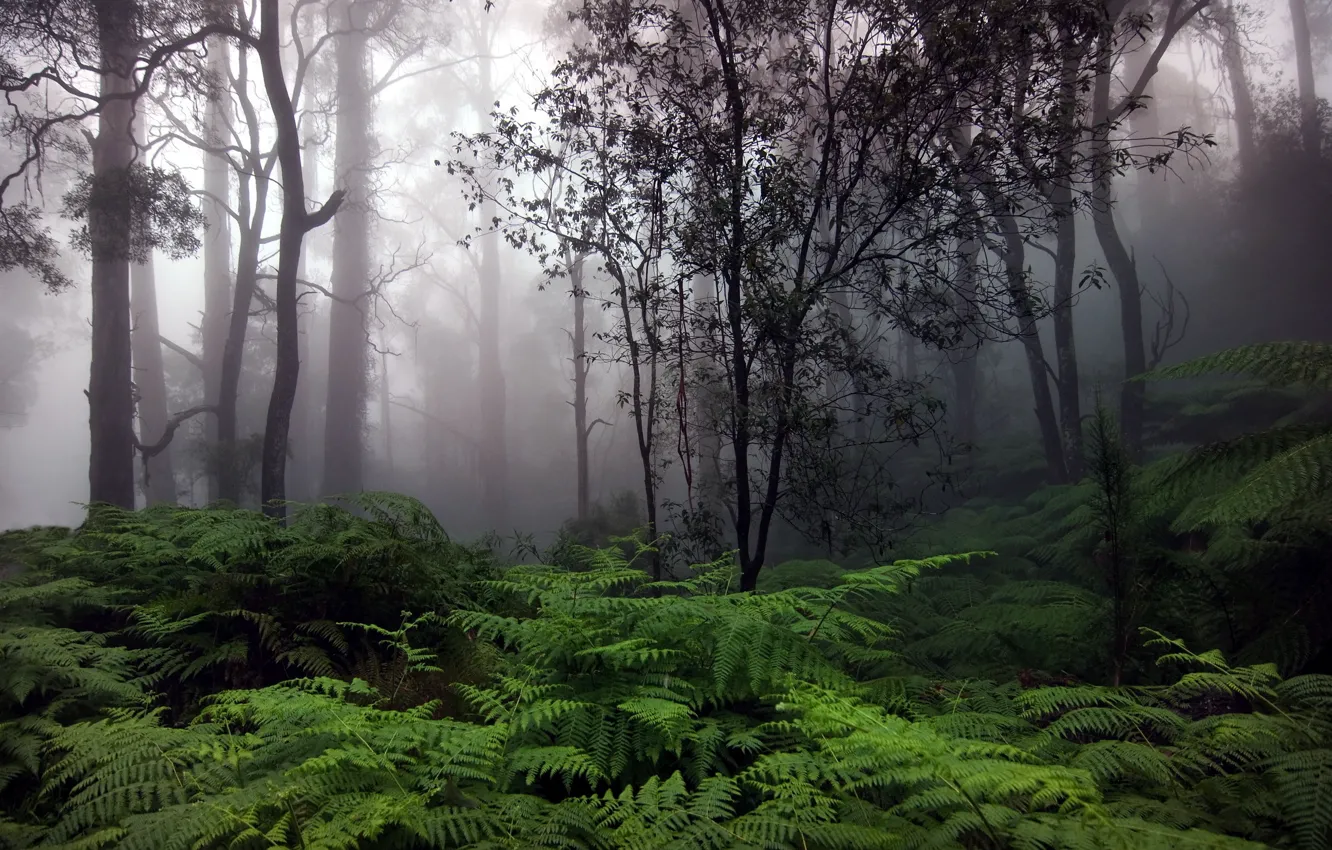 Photo wallpaper forest, trees, fog, fern, Rain Forest