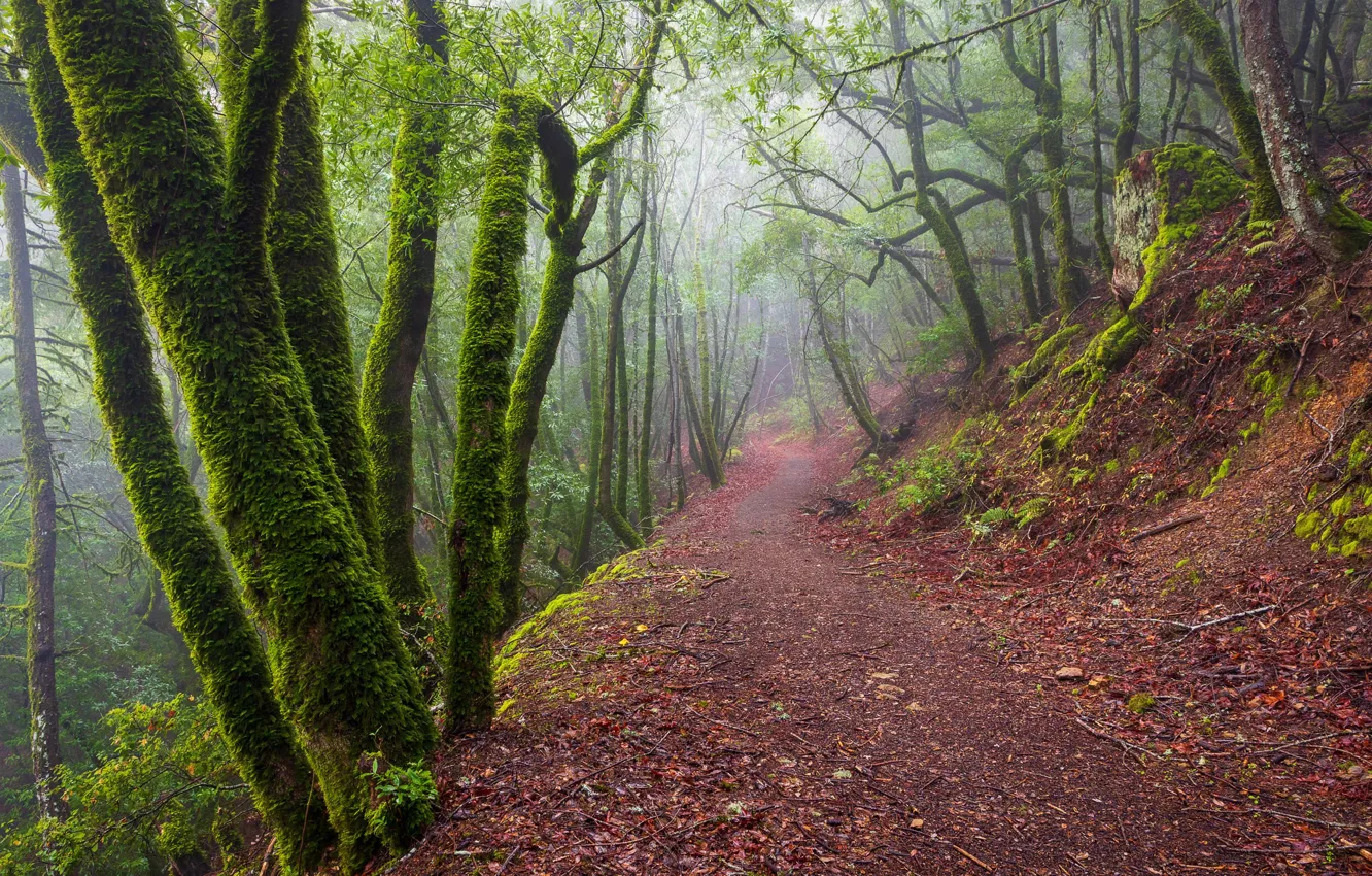 Photo wallpaper forest, trees, fog, path, California, Santa Cruz Mountains