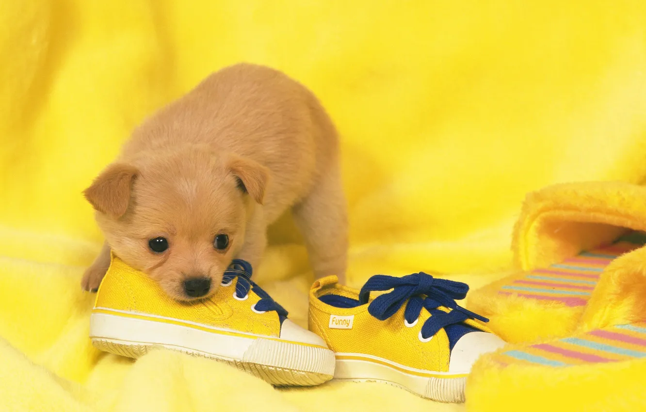 Photo wallpaper shoes, dog, puppy, puppy, dog, shoes