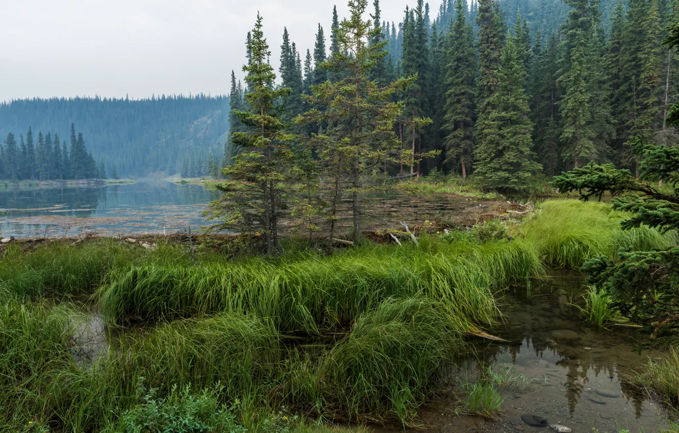Photo wallpaper forest, grass, water, trees, lake, Alaska, haze, Denali National Park