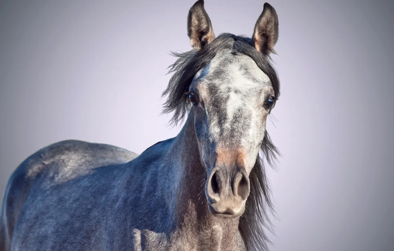 Photo wallpaper face, horse, horse
