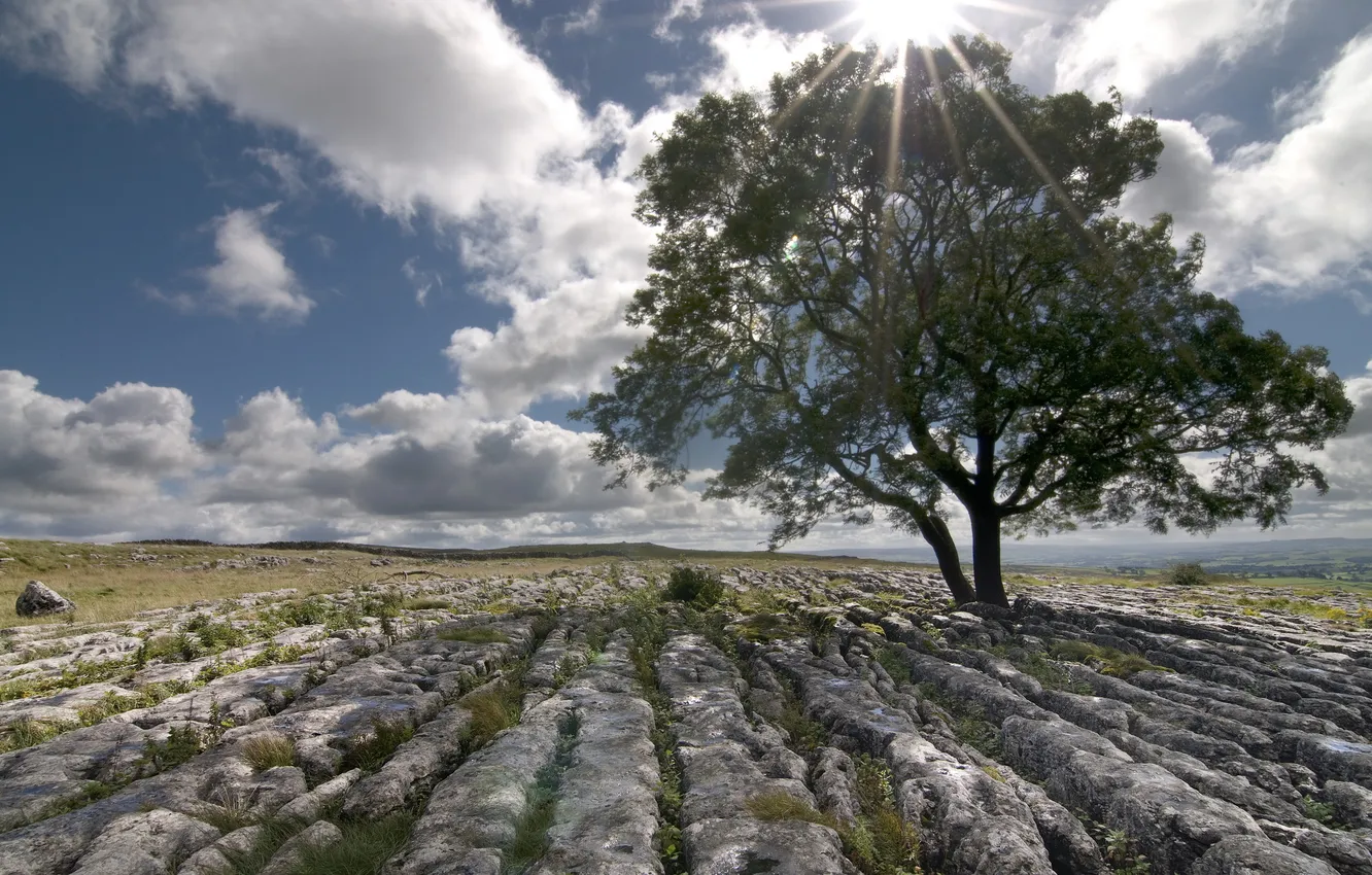 Photo wallpaper field, trees, landscape, stones