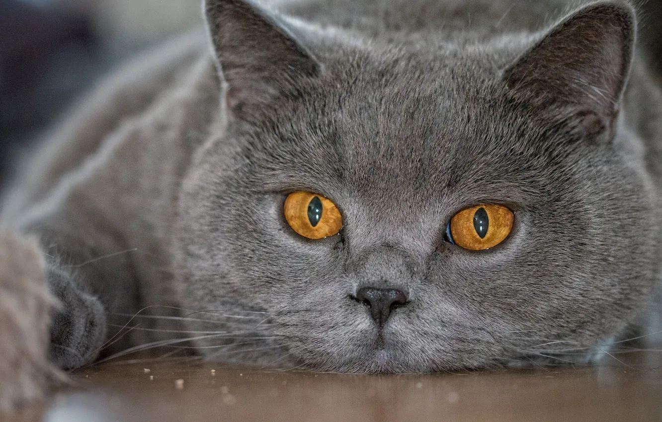 Photo wallpaper eyes, cat, look, face, British, British Shorthair