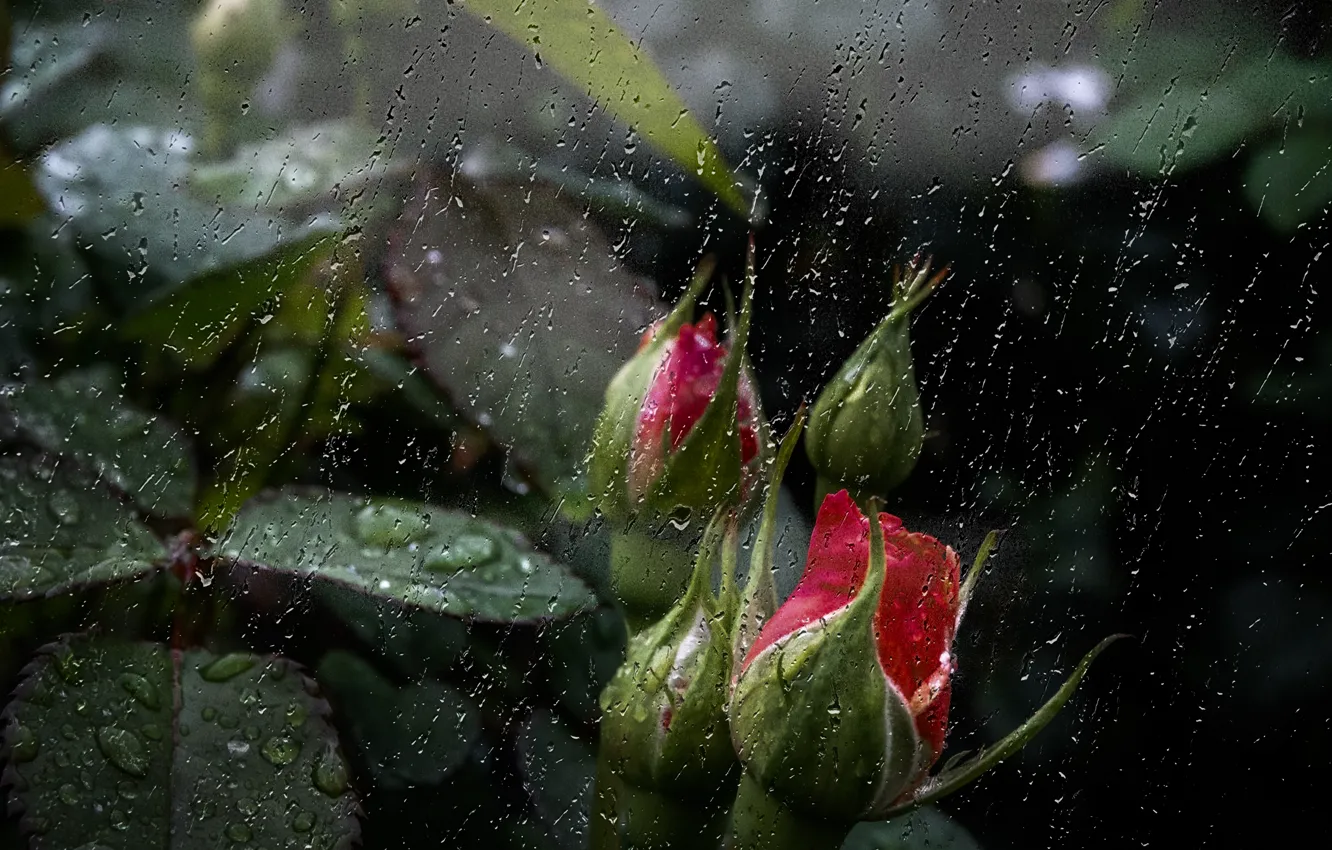 Photo wallpaper flowers, rain, roses