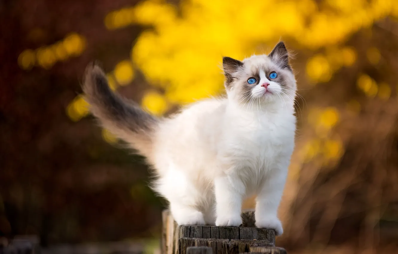 Photo wallpaper cat, nature, kitty, background, post, fluffy, small, cutie