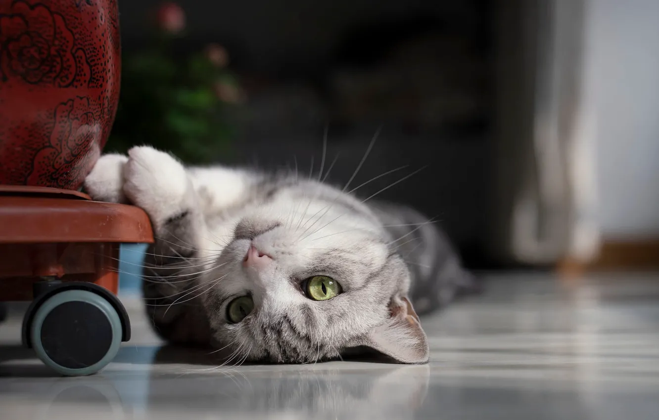 Photo wallpaper cat, cat, look, furniture, floor, lies, face, green eyes