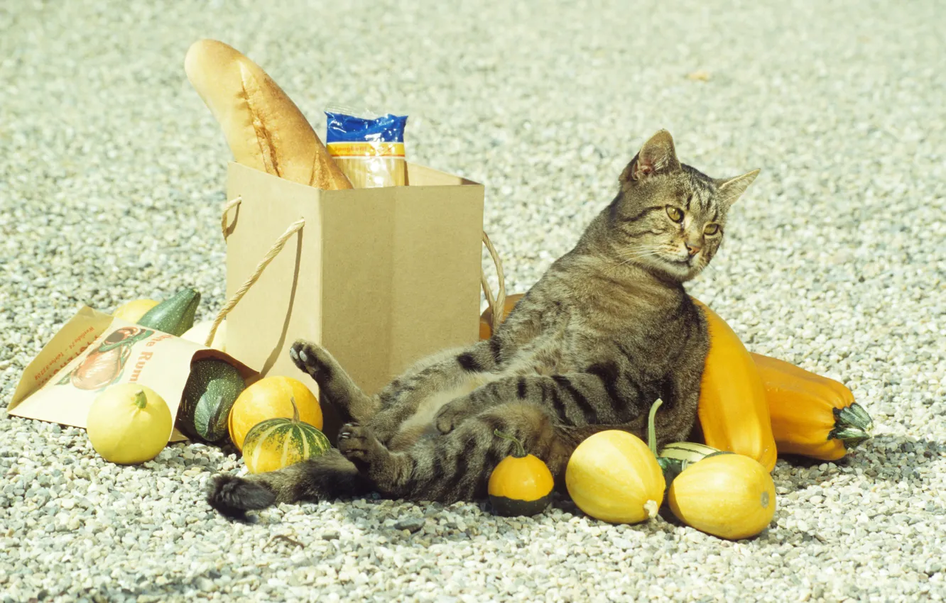 Photo wallpaper cat, drop, purchase