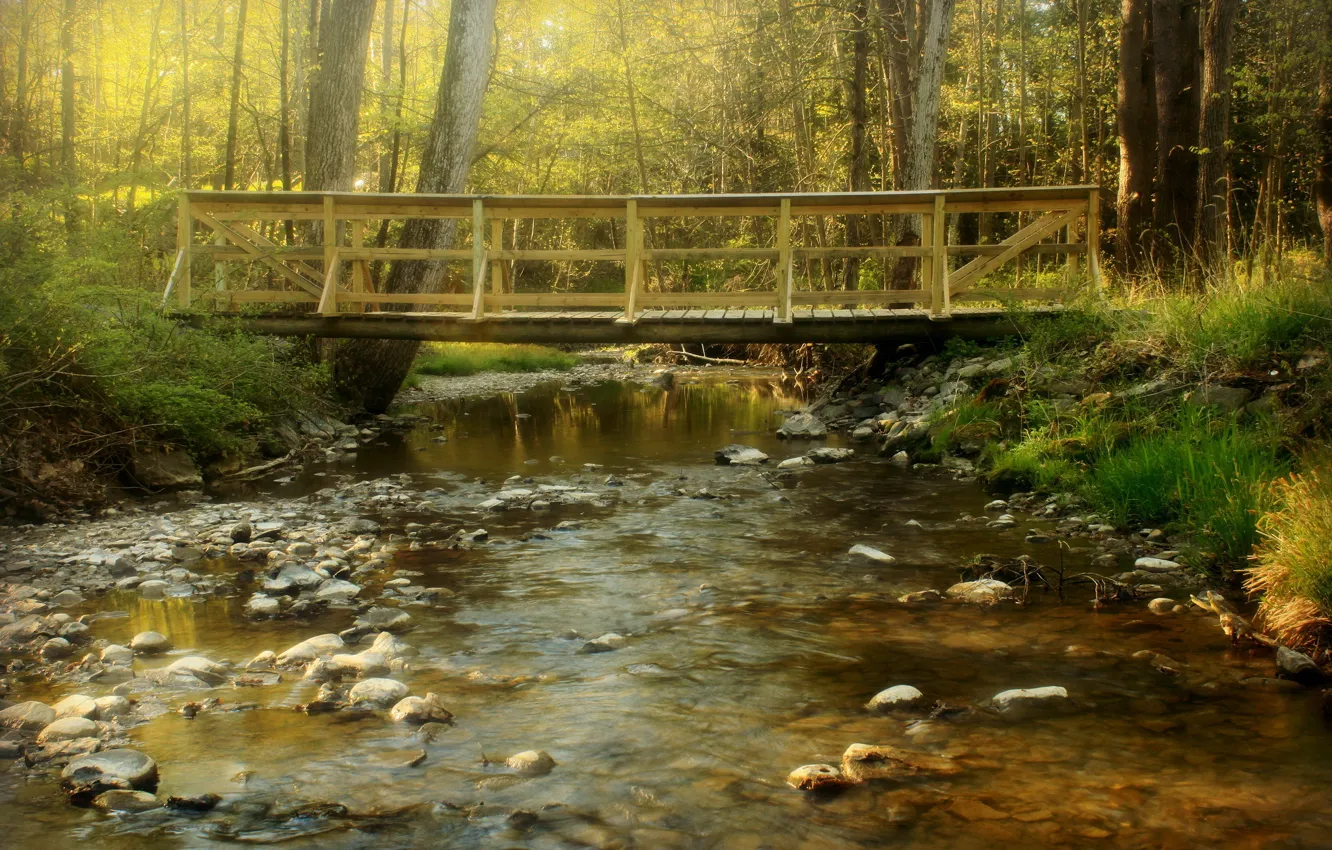 Photo wallpaper forest, bridge, river, stream