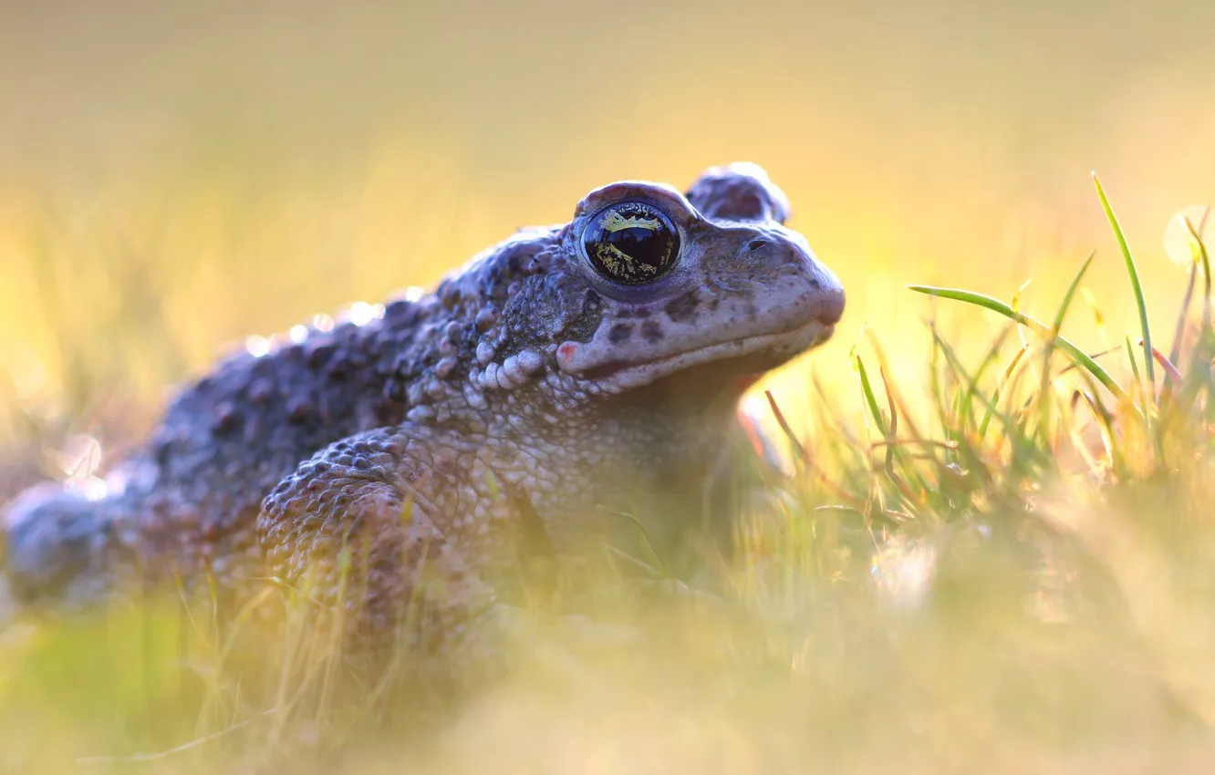 Photo wallpaper grass, look, light, background, frog, toad, bokeh