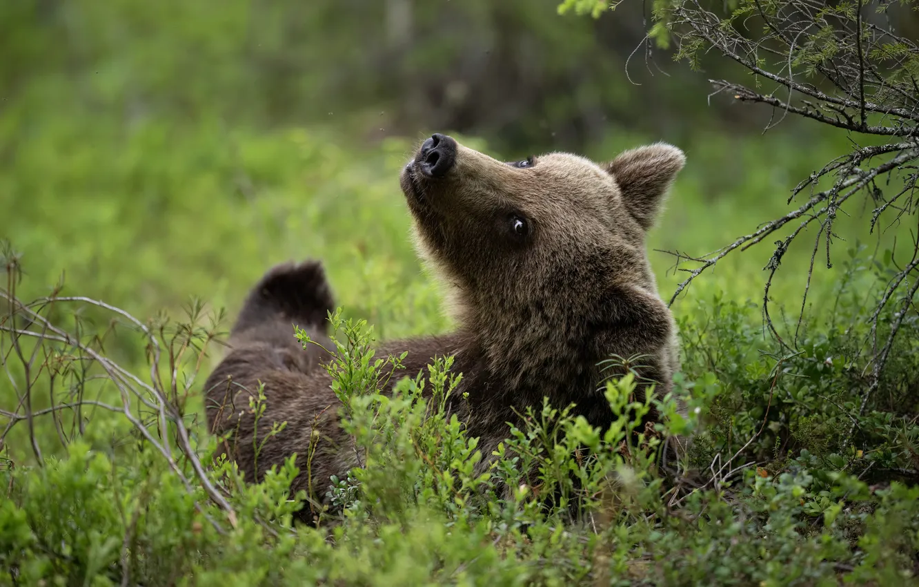 Photo wallpaper pose, glade, bear, bear, face