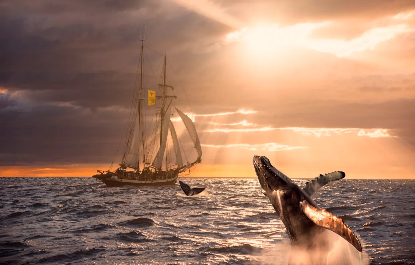 Photo wallpaper kit, sea, expedition, dawn, the sky, sailboat