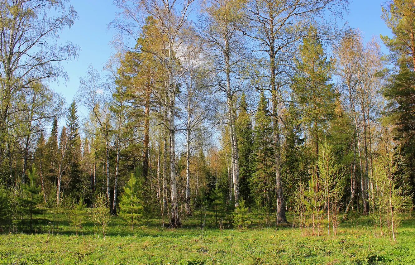 Photo wallpaper forest, the sky, grass, trees