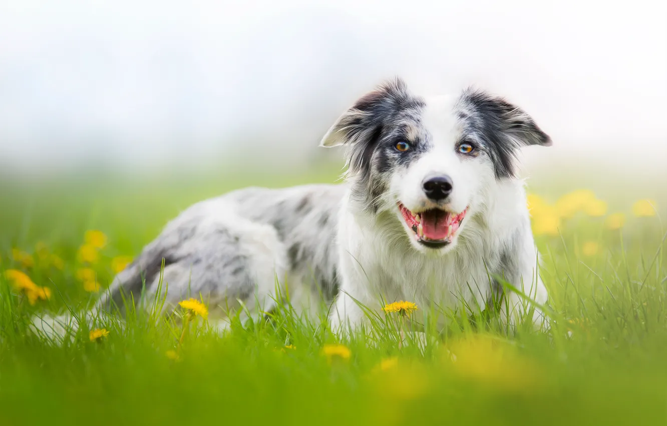 Photo wallpaper nature, dandelion, glade, portrait, dog, meadow, Aussie, Wallpaper from lolita777