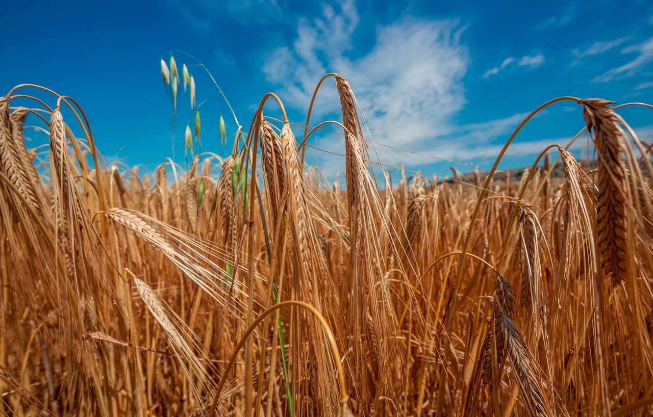 Photo wallpaper wheat, field, the sky, the sun, ears