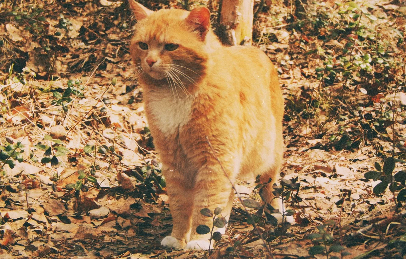 Photo wallpaper autumn, cat, summer, cat, nature, mood, Fox, weather