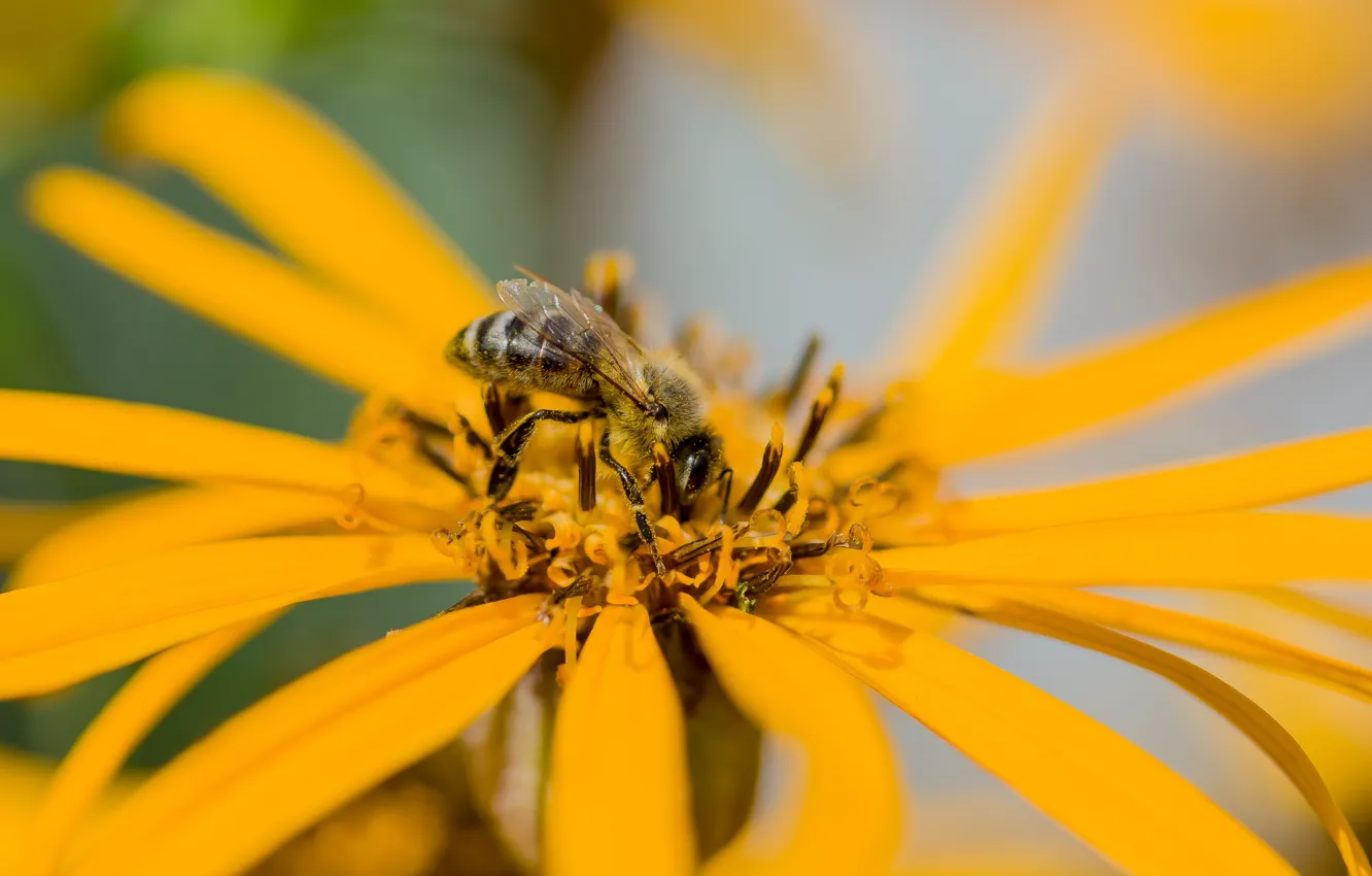 Photo wallpaper macro, flowers, nature, bee