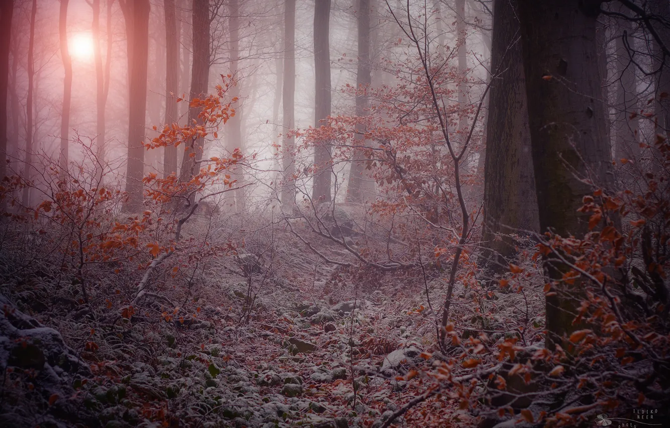 Photo wallpaper winter, frost, trees, branches, nature, fog, gloomy forest, the dry leaves