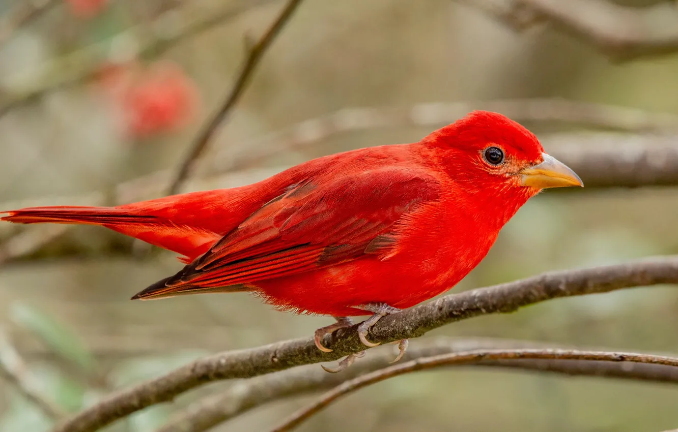 Photo wallpaper branches, red, background, bird, bright, Scarlet piranga, Piranga