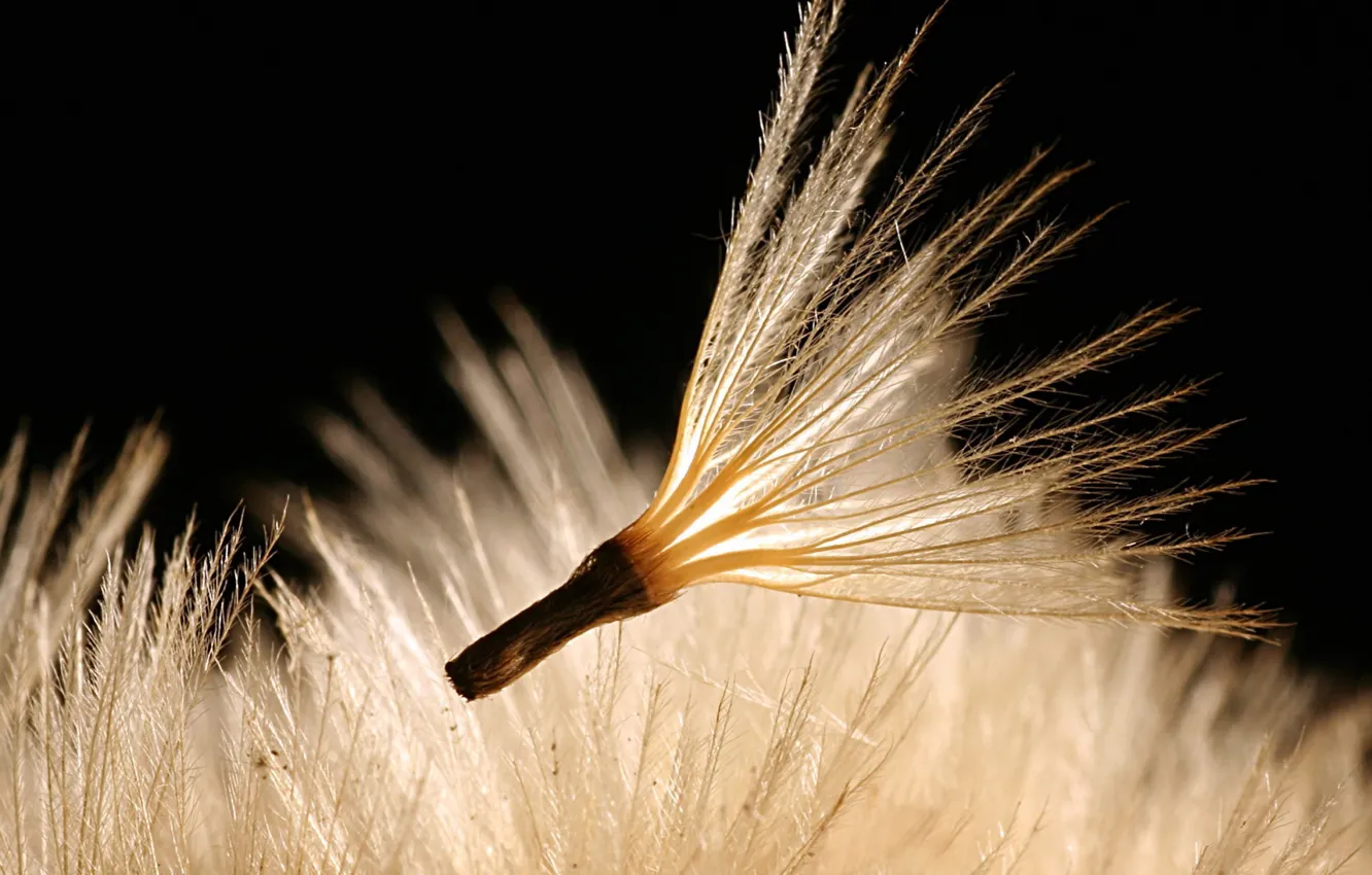 Photo wallpaper plant, seeds, fluff
