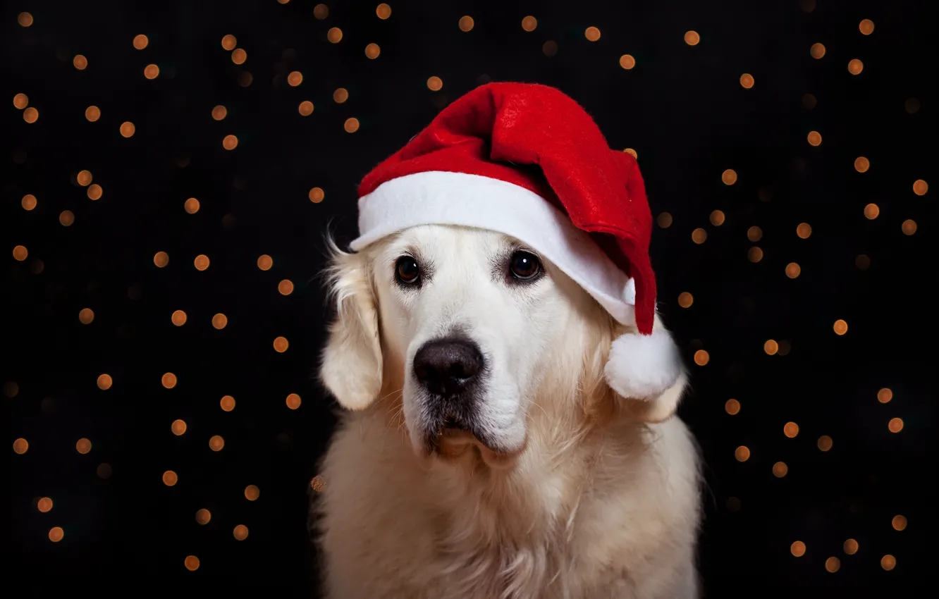 Photo wallpaper white, look, red, glare, portrait, dog, Christmas, New year