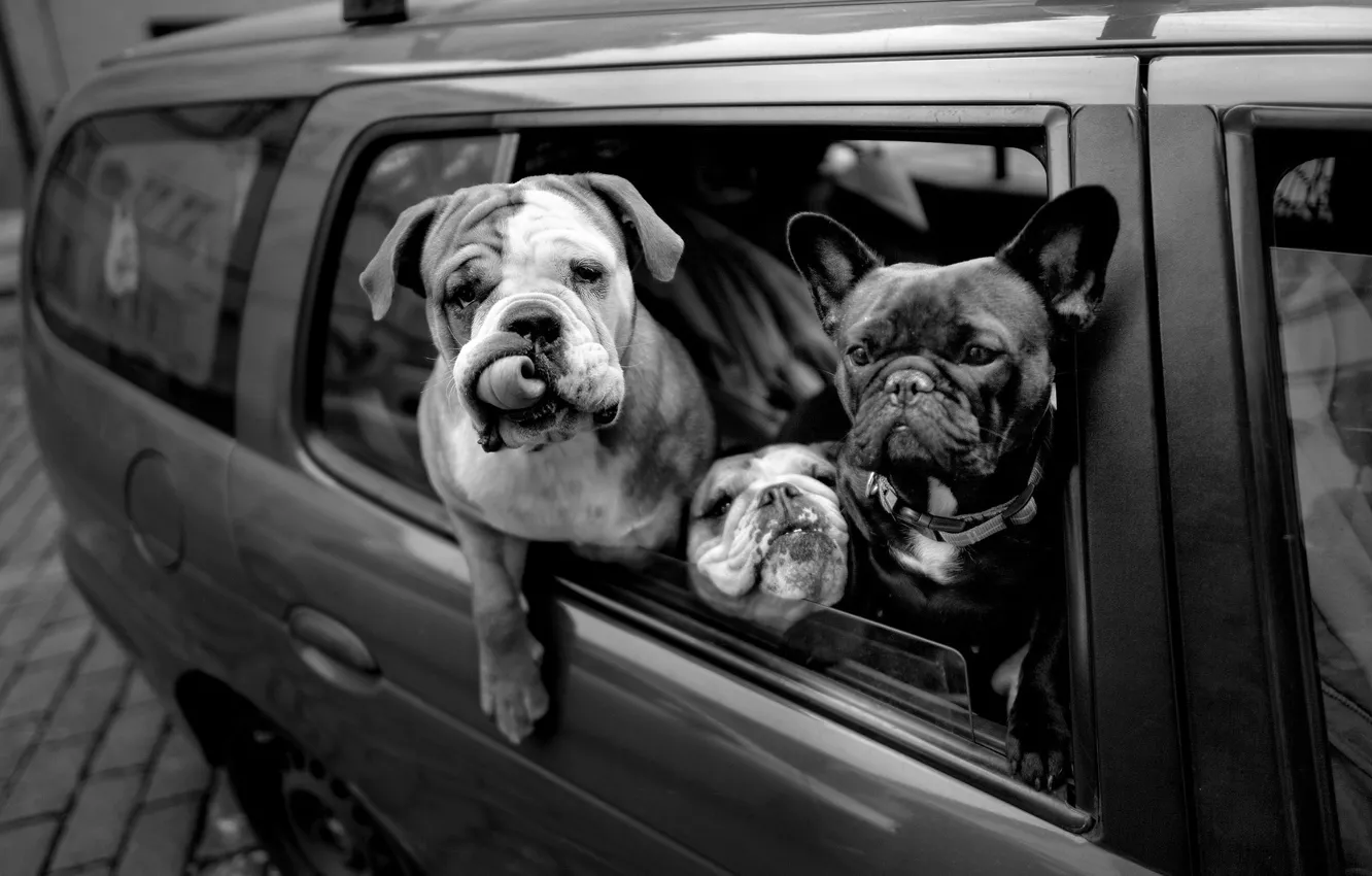Photo wallpaper machine, auto, face, each, dog, Passengers, black and white, monochrome