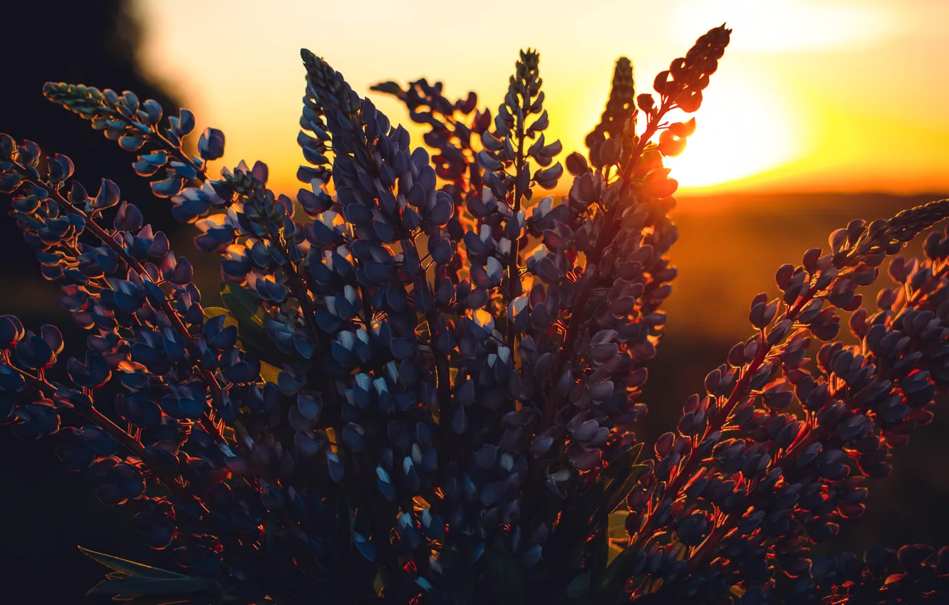 Photo wallpaper Sunset, Flowers, The sun, Nature, The evening, Plant, Dawn, Plants