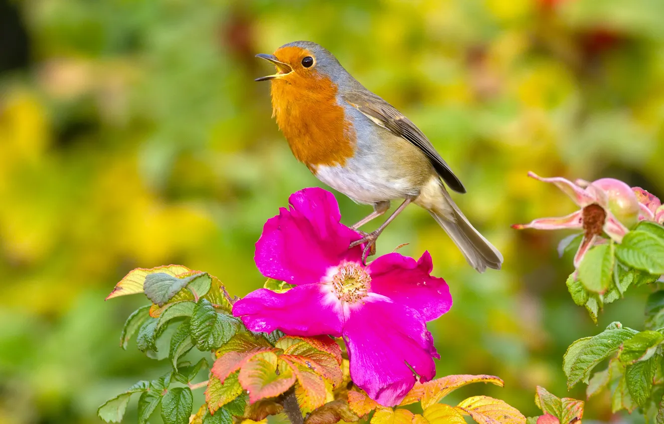Photo wallpaper flowers, bird, briar, Robin, Robin
