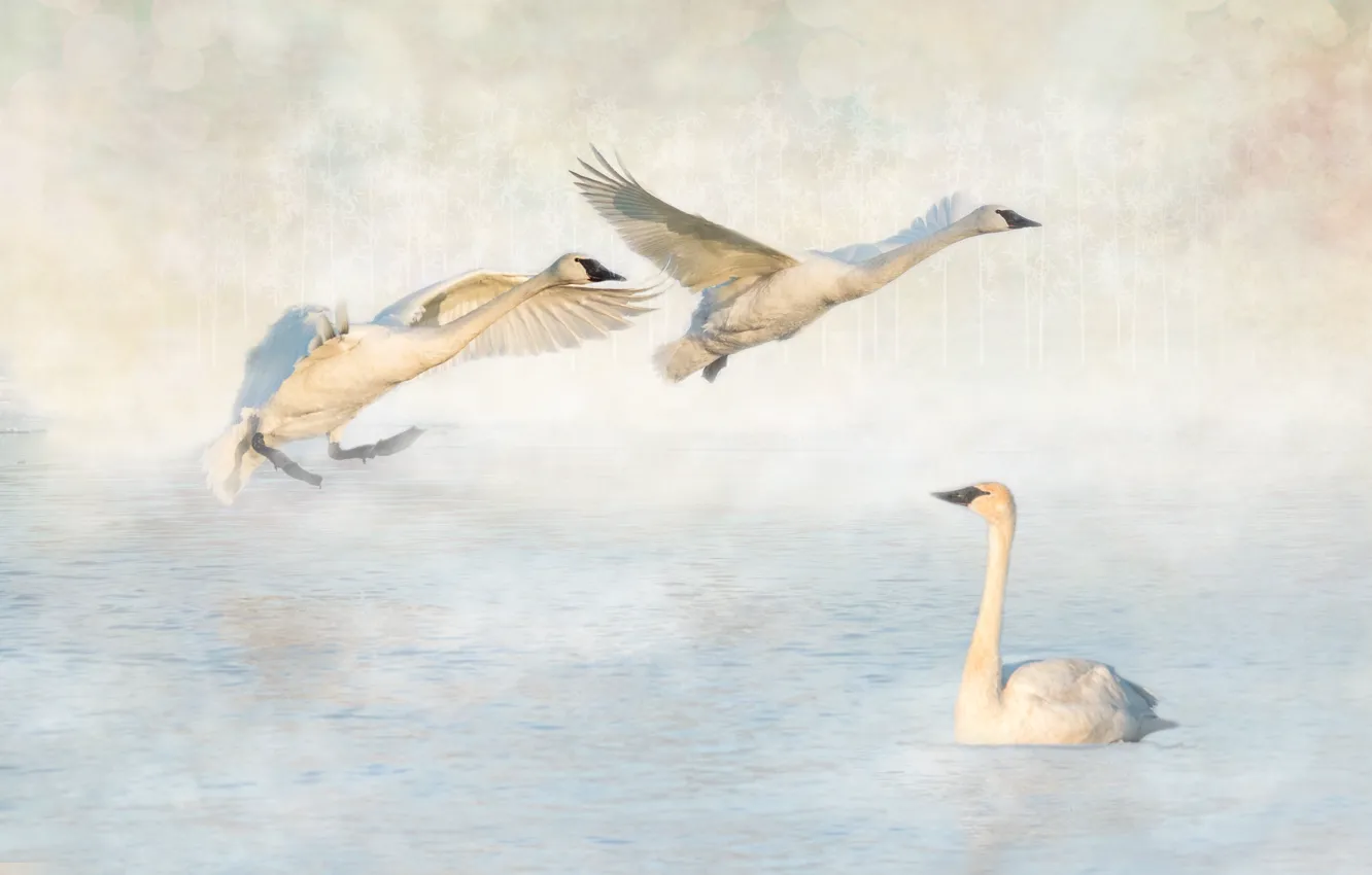 Photo wallpaper winter, snow, bird, swans, pond