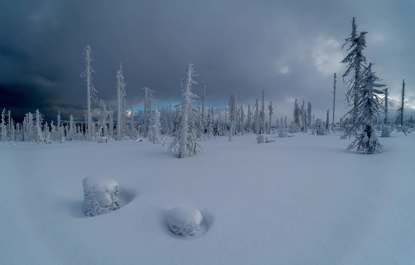 Photo wallpaper winter, frost, field, forest, snow, clouds, overcast, the snow