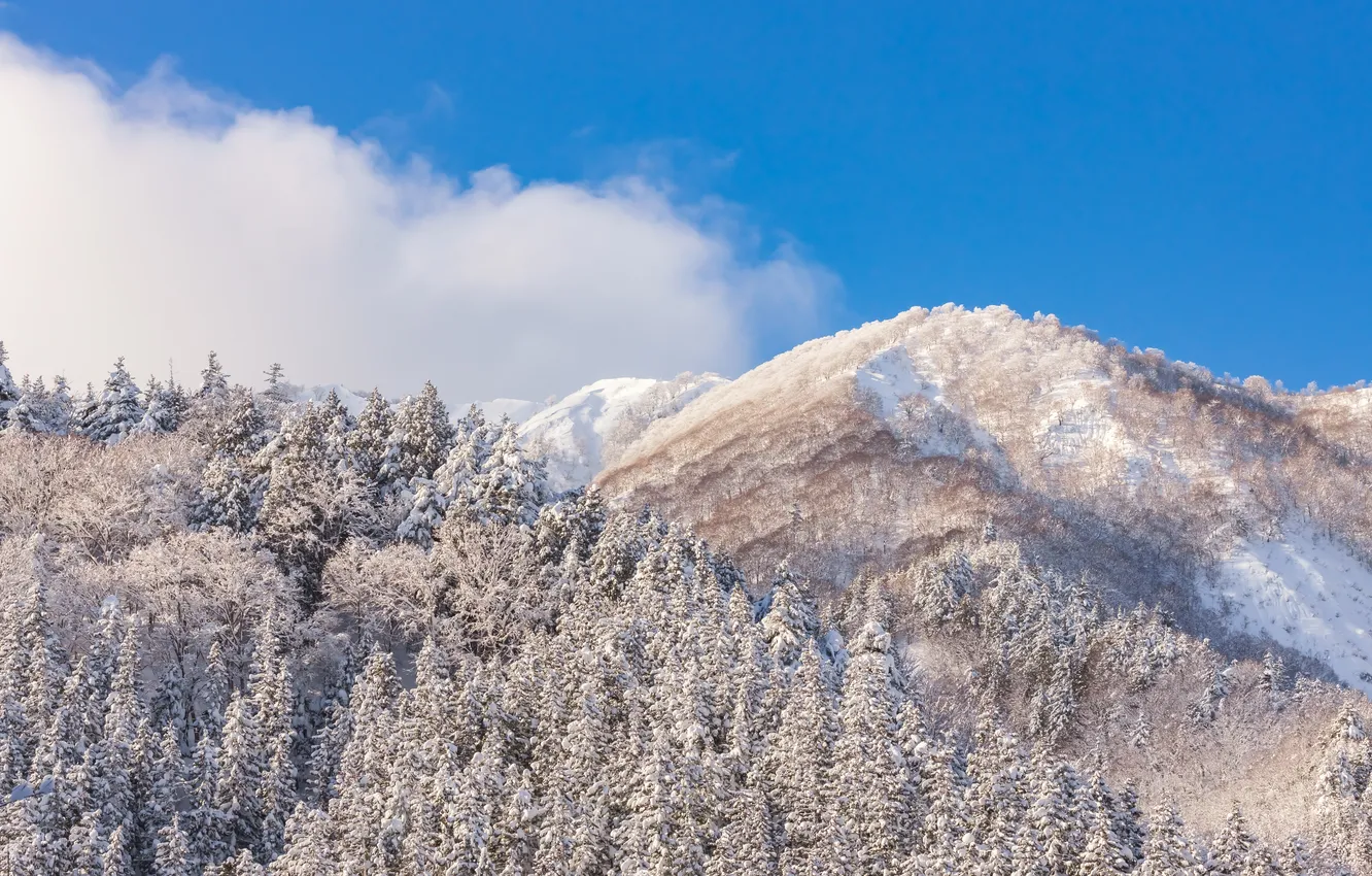 Photo wallpaper winter, frost, forest, the sky, clouds, snow, mountains, nature