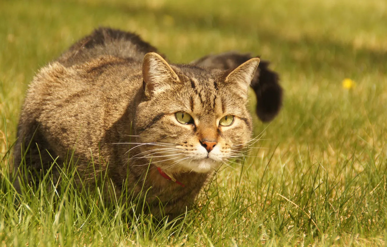 Photo wallpaper grass, cat, look, collar, sitting, looks