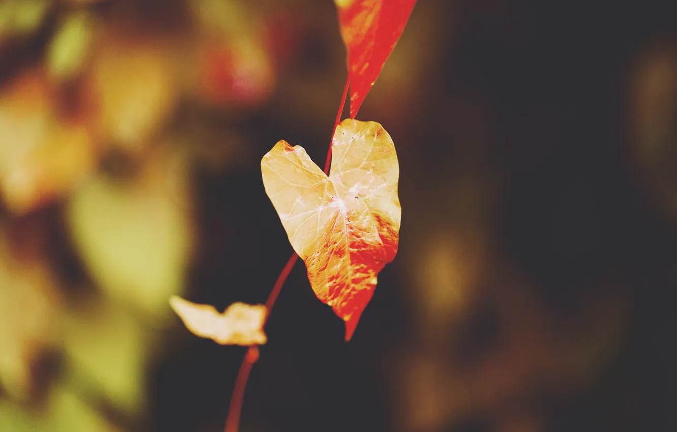 Photo wallpaper leaves, orange, leaf
