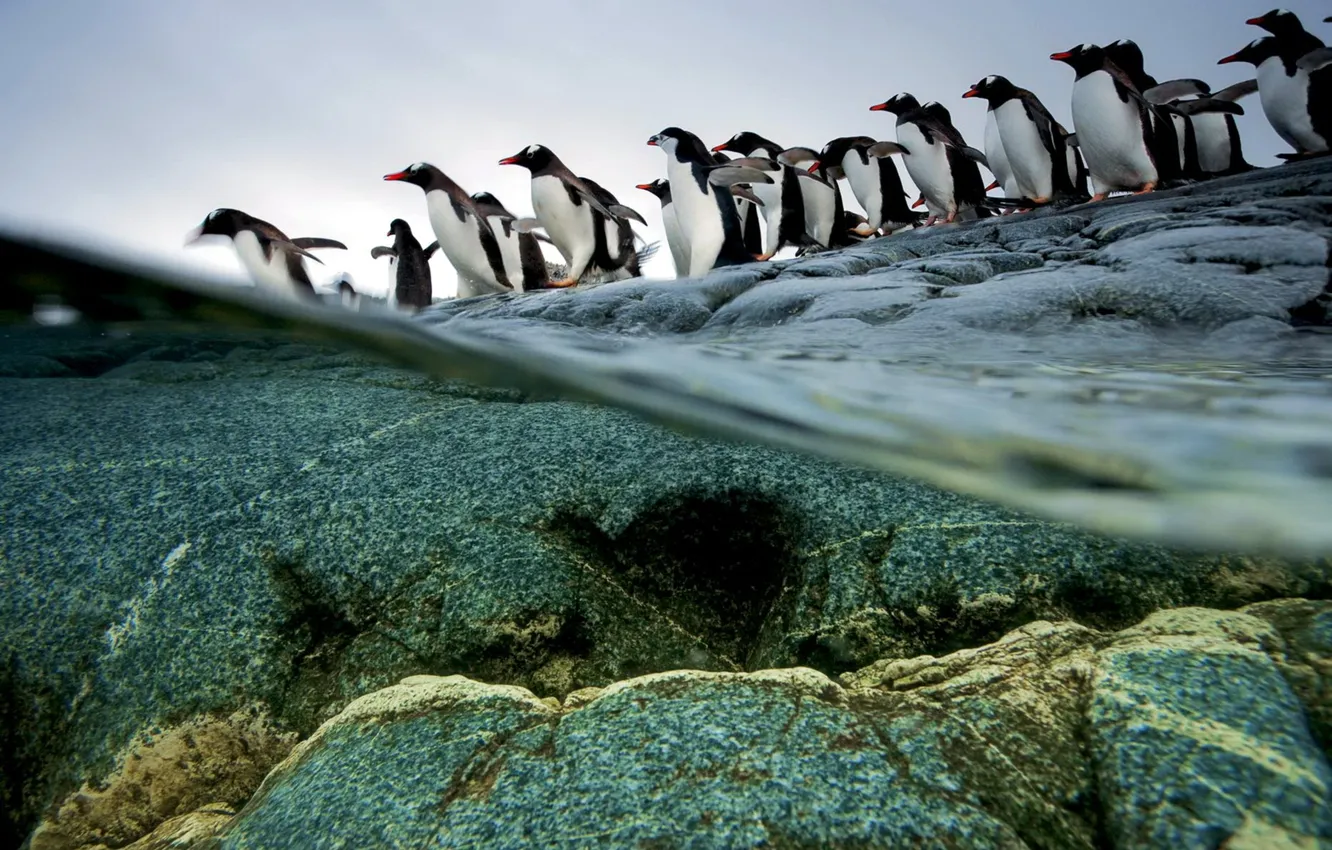 Photo wallpaper water, nature, penguins