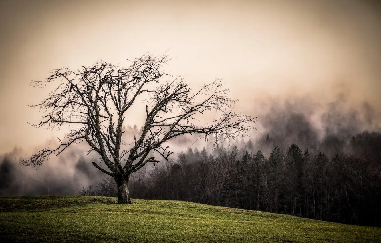 Photo wallpaper field, trees, fog