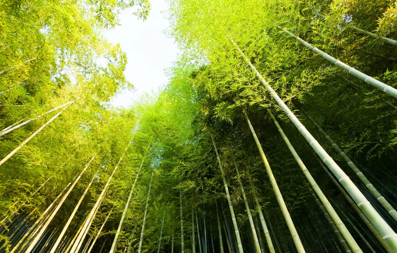 Photo wallpaper the sky, trees, nature, green