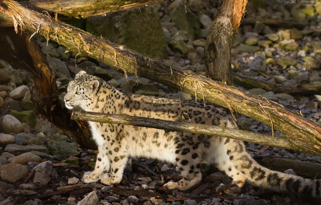 Photo wallpaper cat, the sun, stones, snag, IRBIS, snow leopard