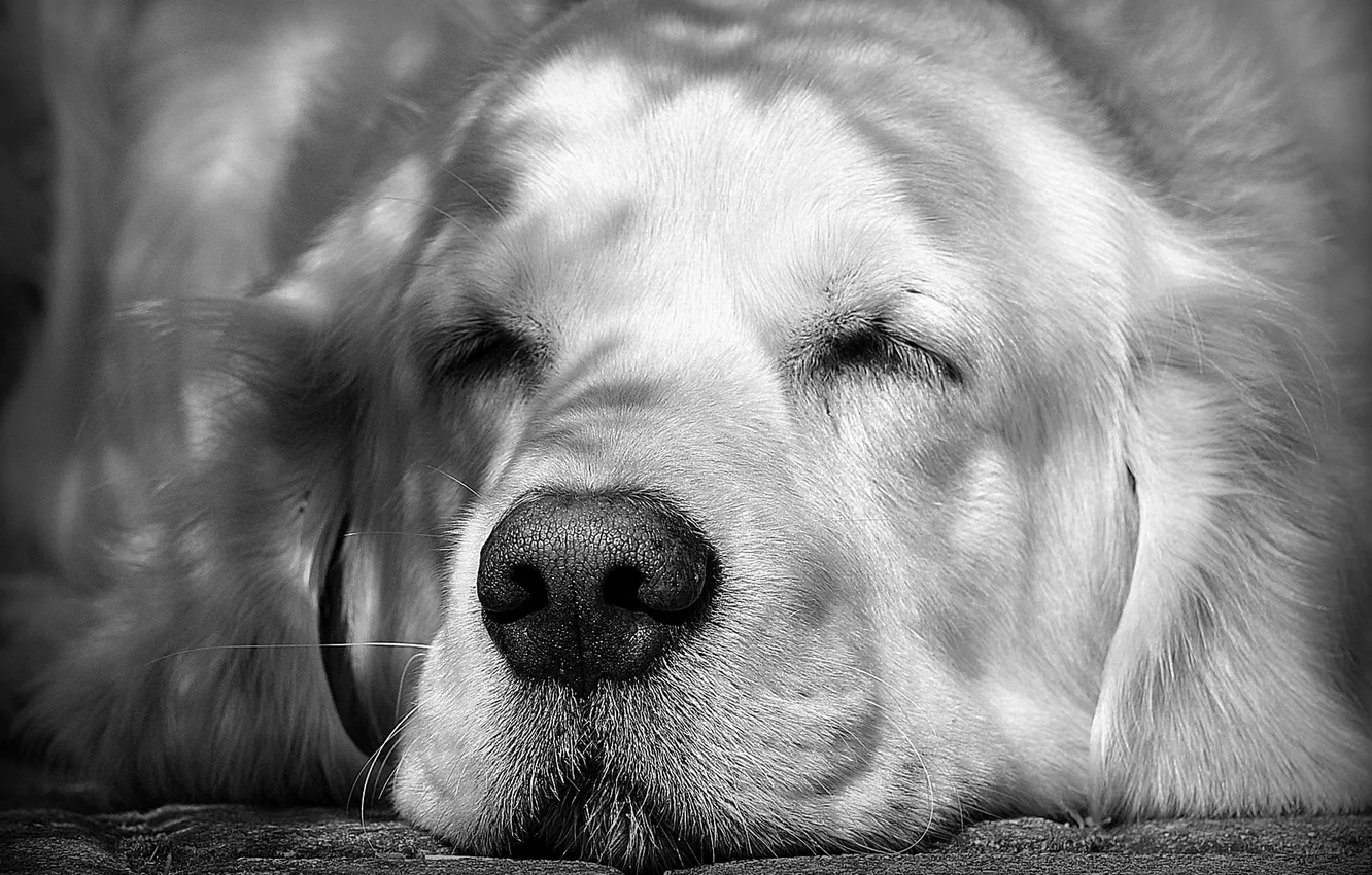 Photo wallpaper macro, each, dog