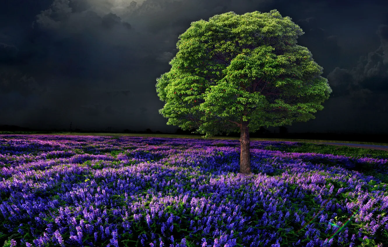 Photo wallpaper the sky, trees, night, nature flowers