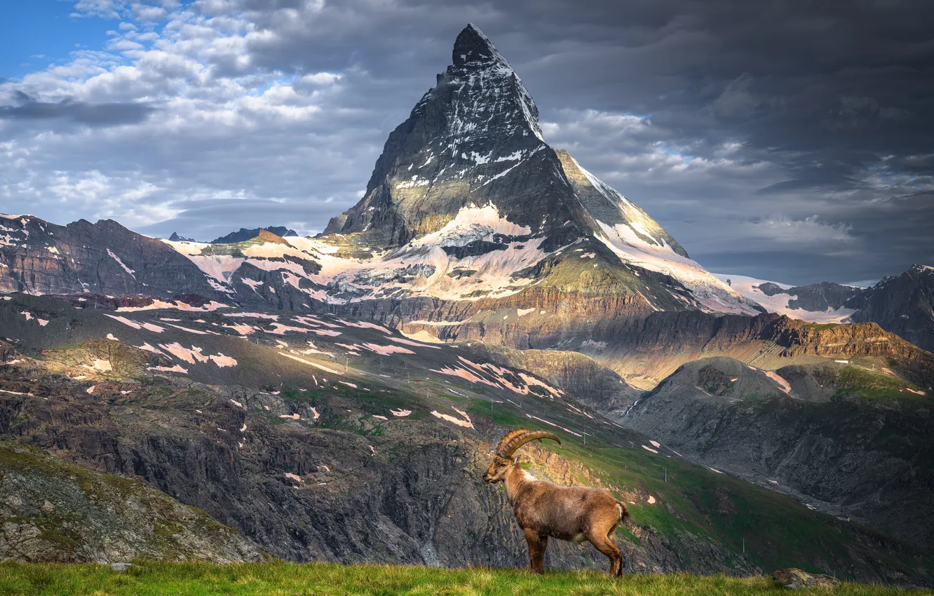 Photo wallpaper mountains, Switzerland, Alps, goat